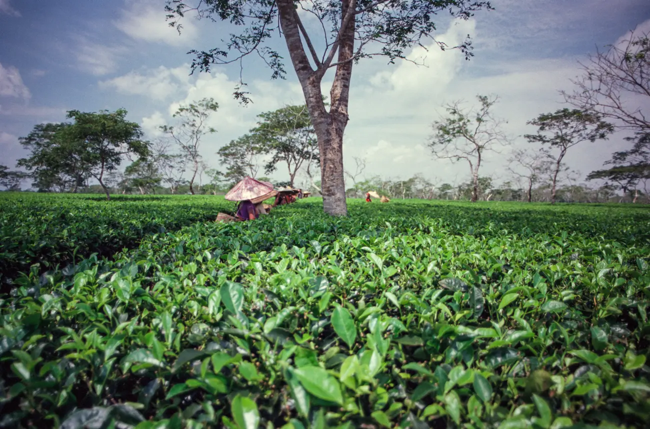 One of many tea gardens in Assam