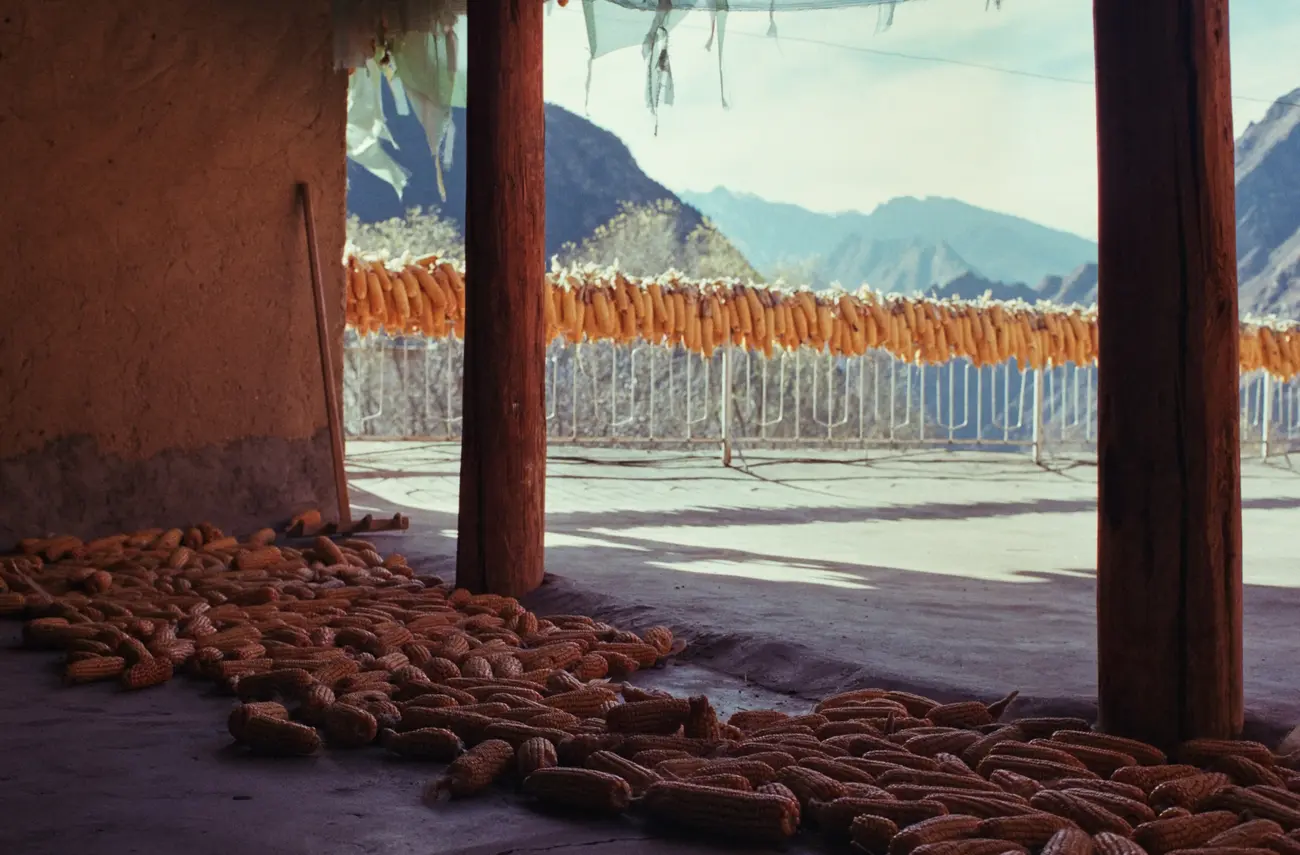 Corn cobs dry quickly on the rooftop balconies under the harsh mountain sun.