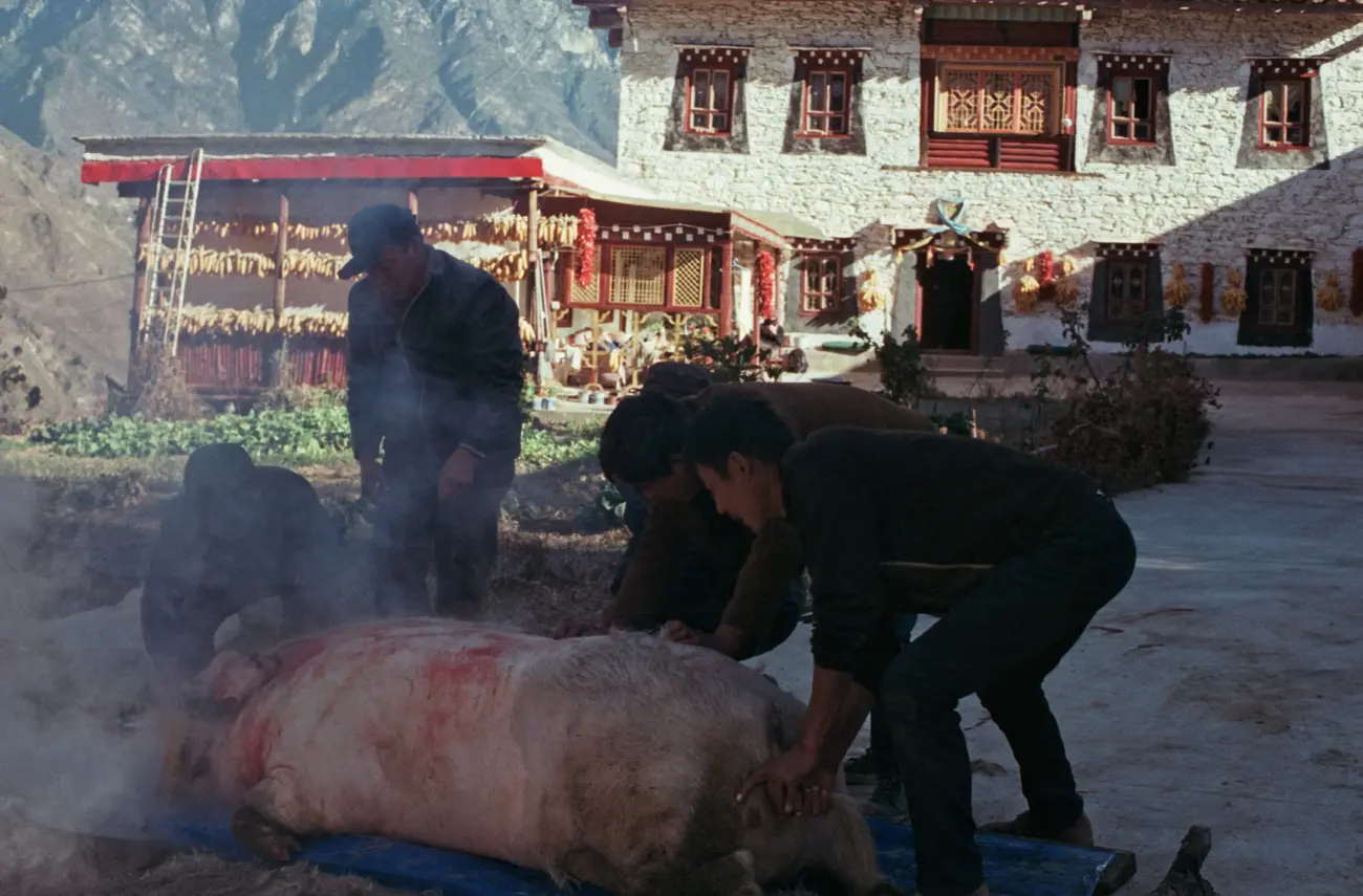 A Tibetan butcher leads his team to harvest all parts of a pig in preparation for the new year.