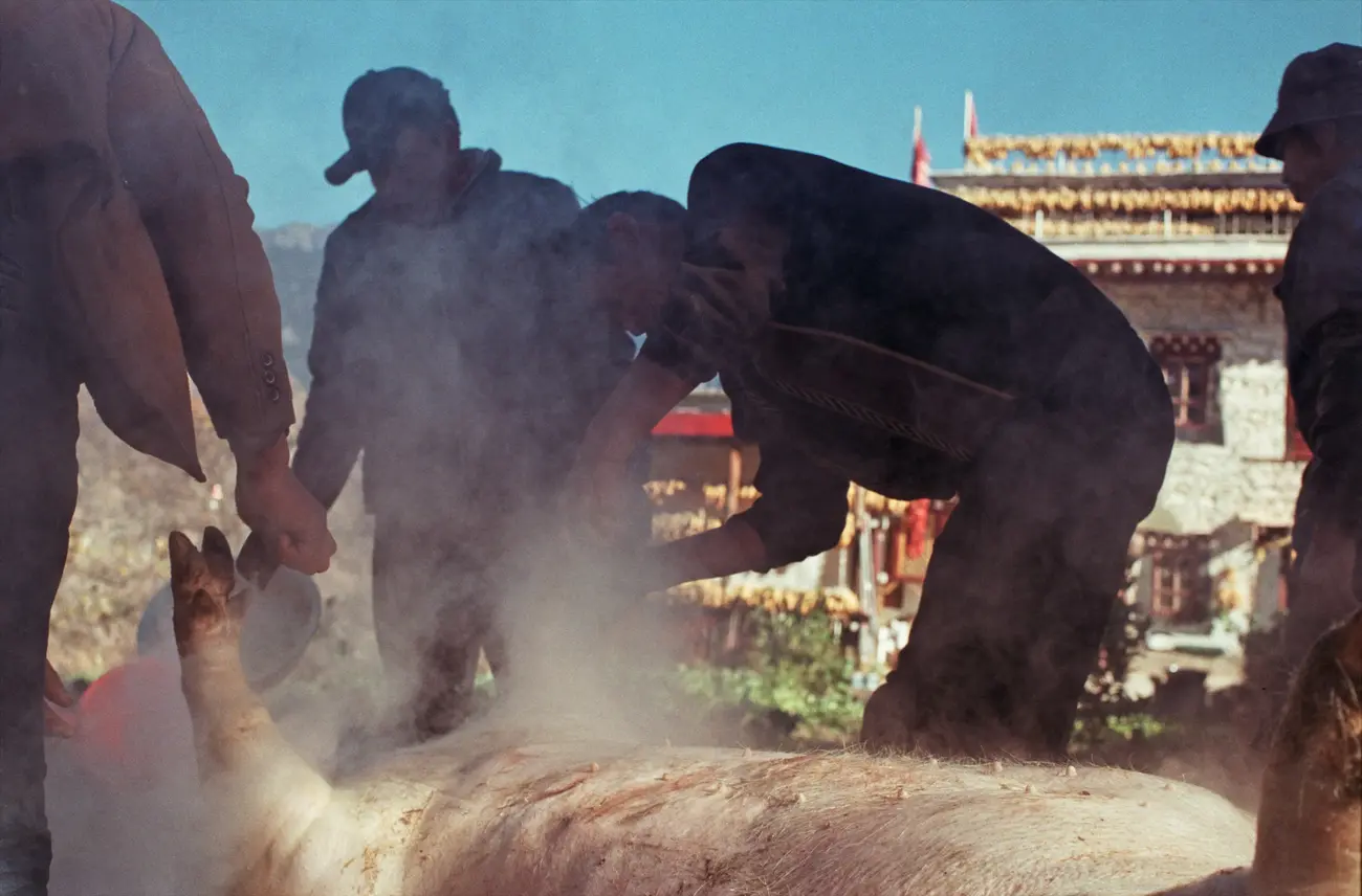 A Tibetan butcher leads his team to harvest all parts of a pig in preparation for the new year.