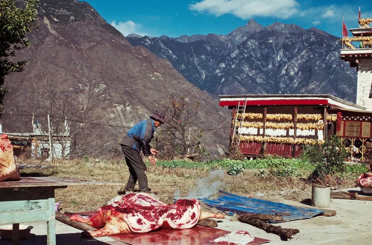 A Tibetan butcher leads his team to harvest all parts of a pig in preparation for the new year.
