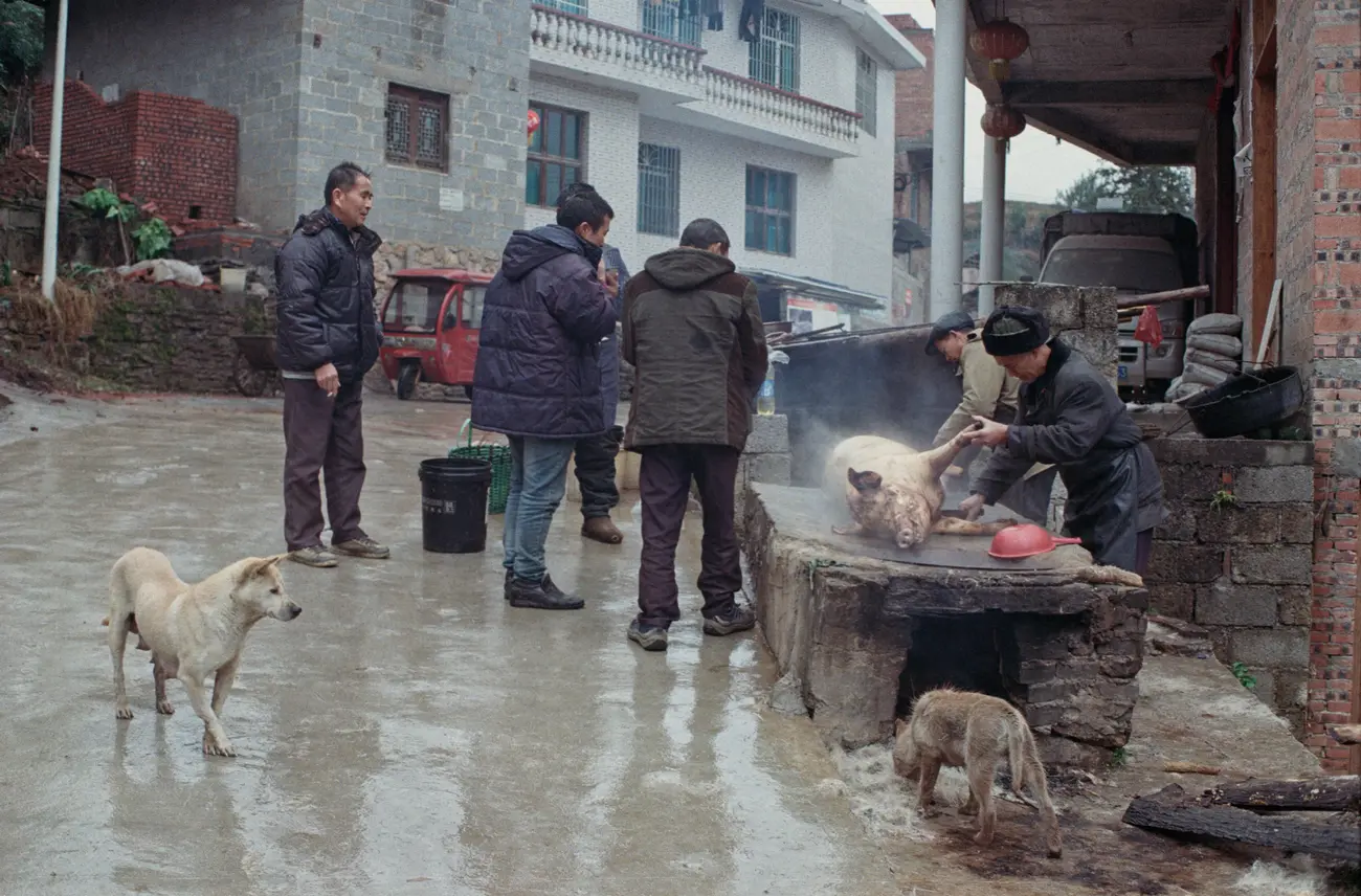 A butcher cleaning a pig on the side of the road.