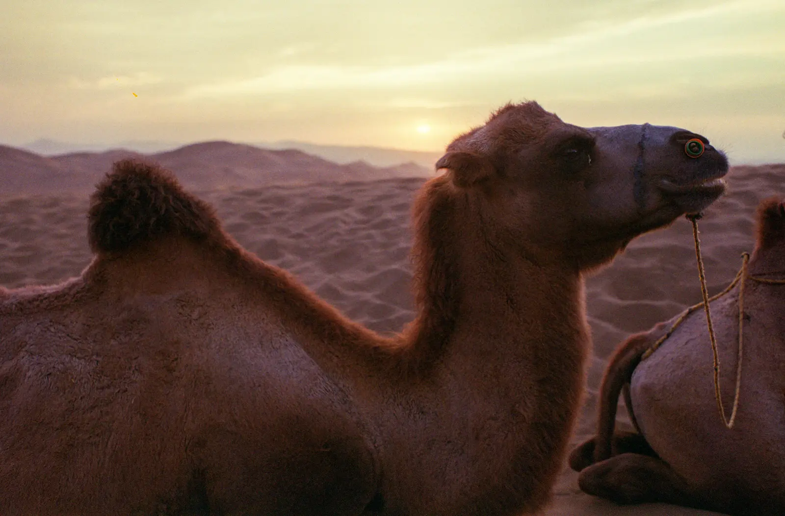 A camel rests among the sand dunes of Shanshan County, Xinjiang